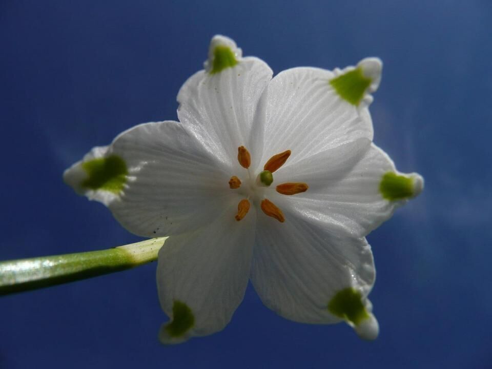 #8. Summer snowflake